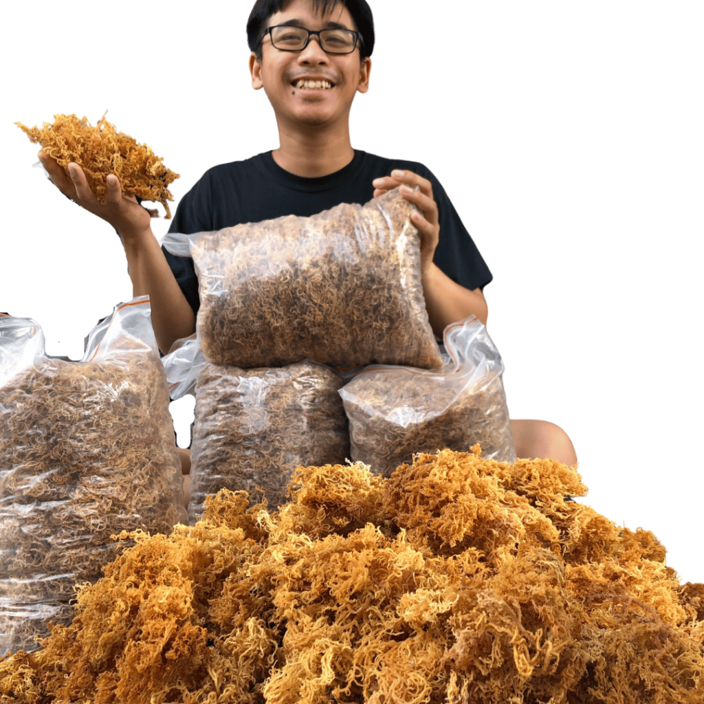 sample box dry sea moss