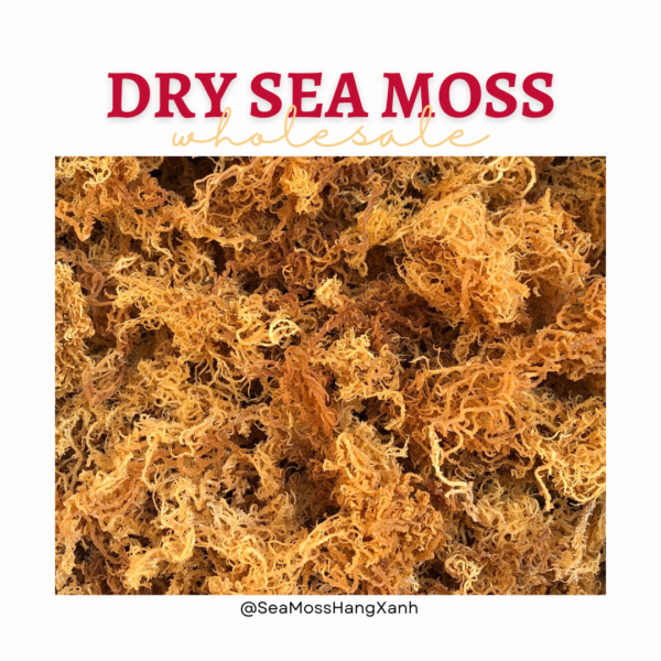 Organically Grown Sea Moss from Pristine Waters
