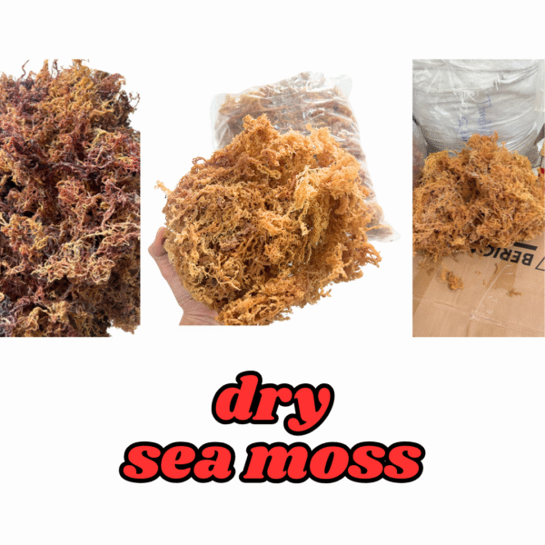 Dry Sea Moss Wholesale – Gold & Purple Sea Moss Bulk from Vietnam