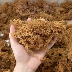 bulk sea moss purchase