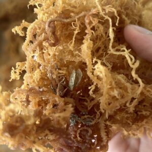 sea moss business guide